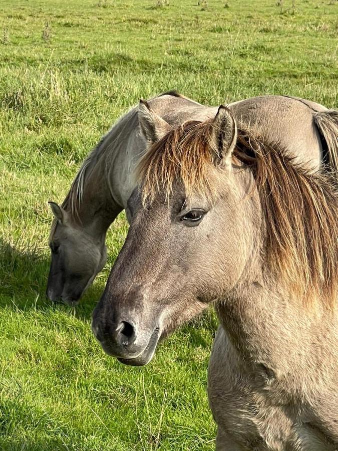 Ollediek Houwerzijl Exteriör bild